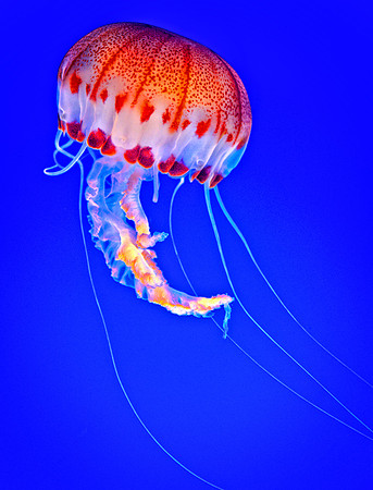 _DSC1337-2