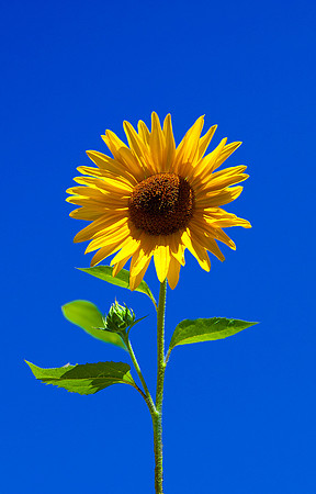 _DSC9695 iphone case
