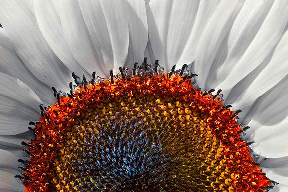 _DSC2141-Edit